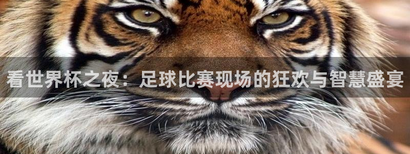 看世界杯之夜：足球比赛现场的狂欢与智慧盛宴