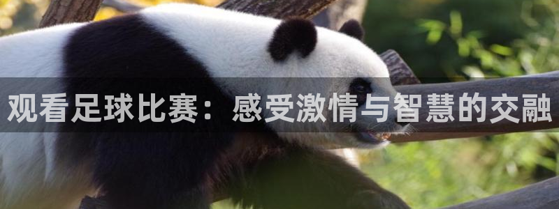 观看足球比赛：感受激情与智慧的交融