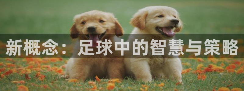新概念：足球中的智慧与策略