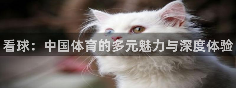 看球：中国体育的多元魅力与深度体验