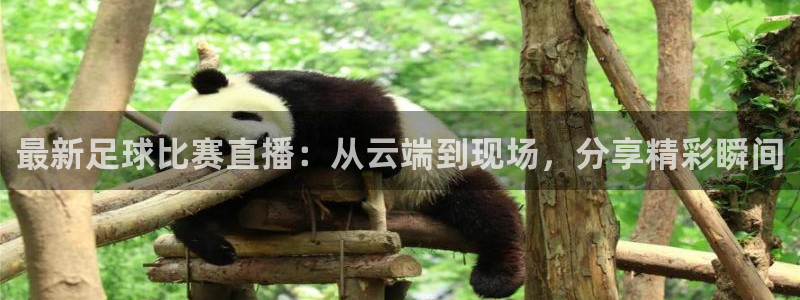  最新足球比赛直播：从云端到现场，分享精彩瞬间